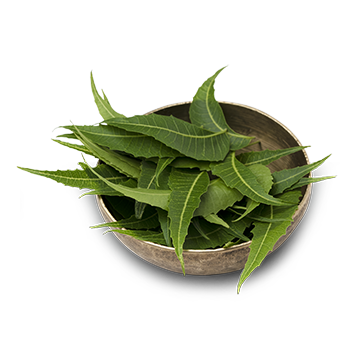neem-leaves