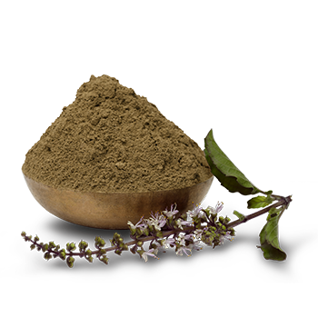 tulasi-extract
